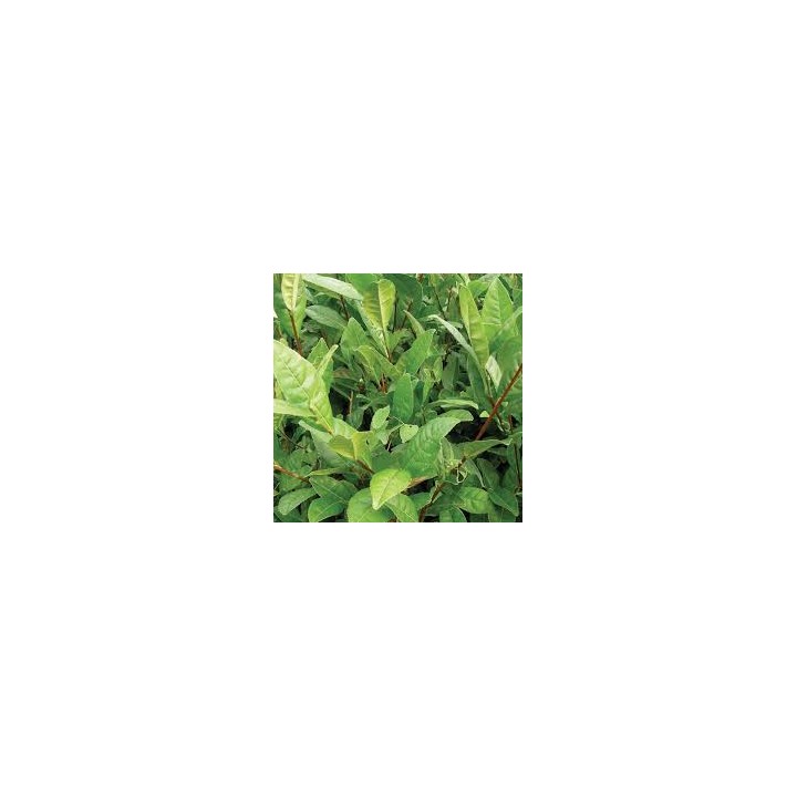 Camellia sinensis (syn. Thea chinensis) : le théier