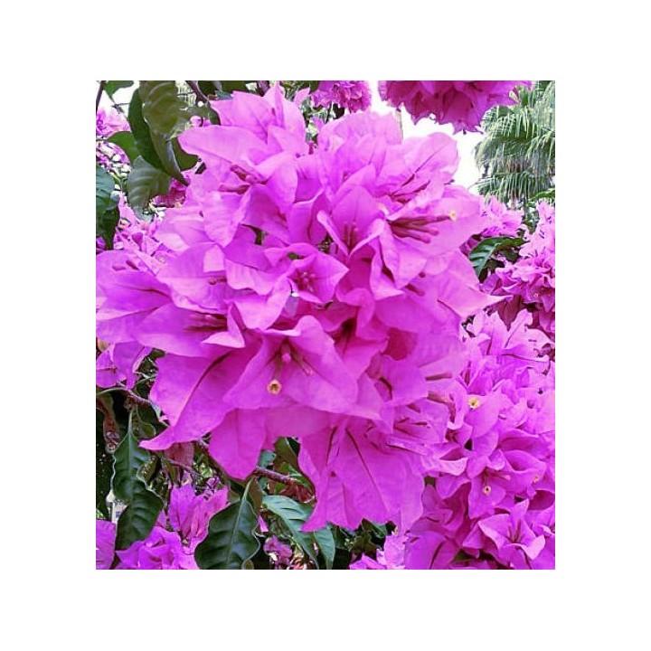 Bougainvilliers très florifères