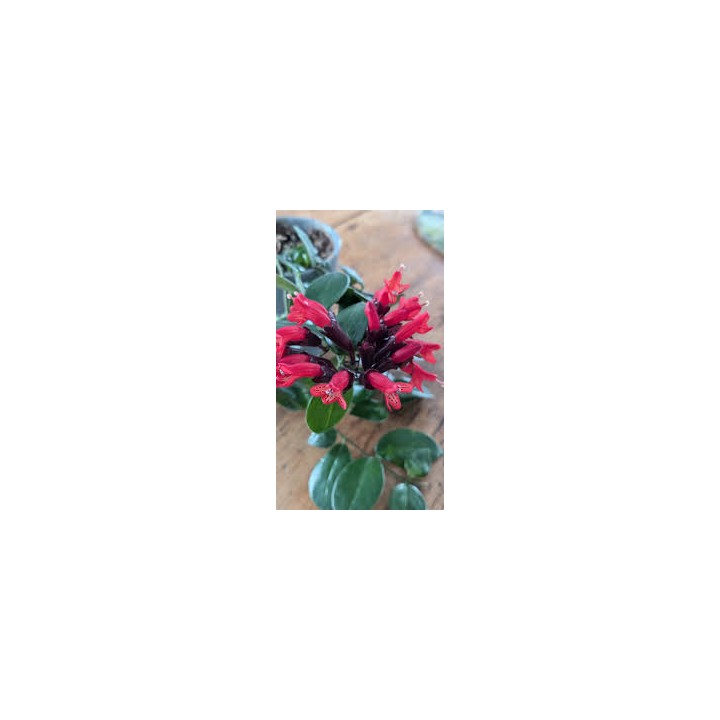 Aeschynanthus hybride "Caroline"