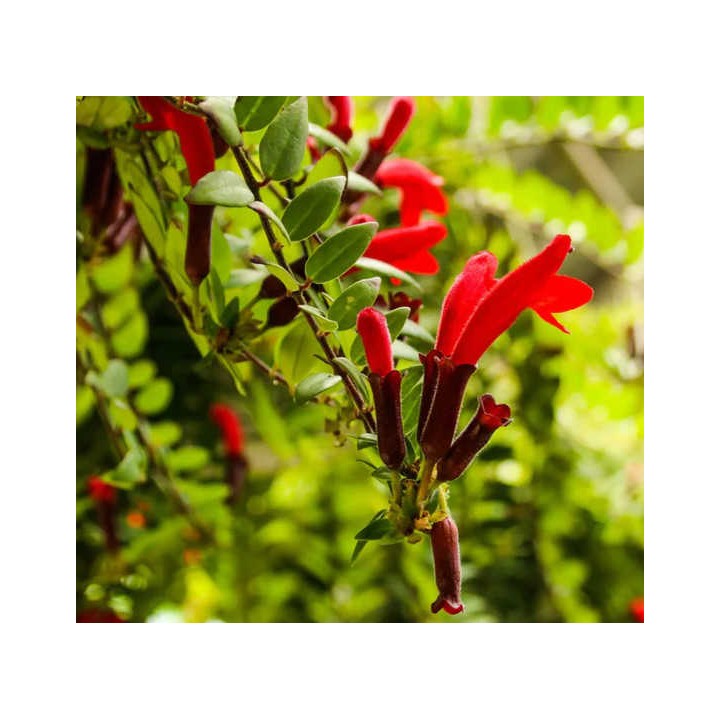 Aeschynanthus hybride "Caroline"