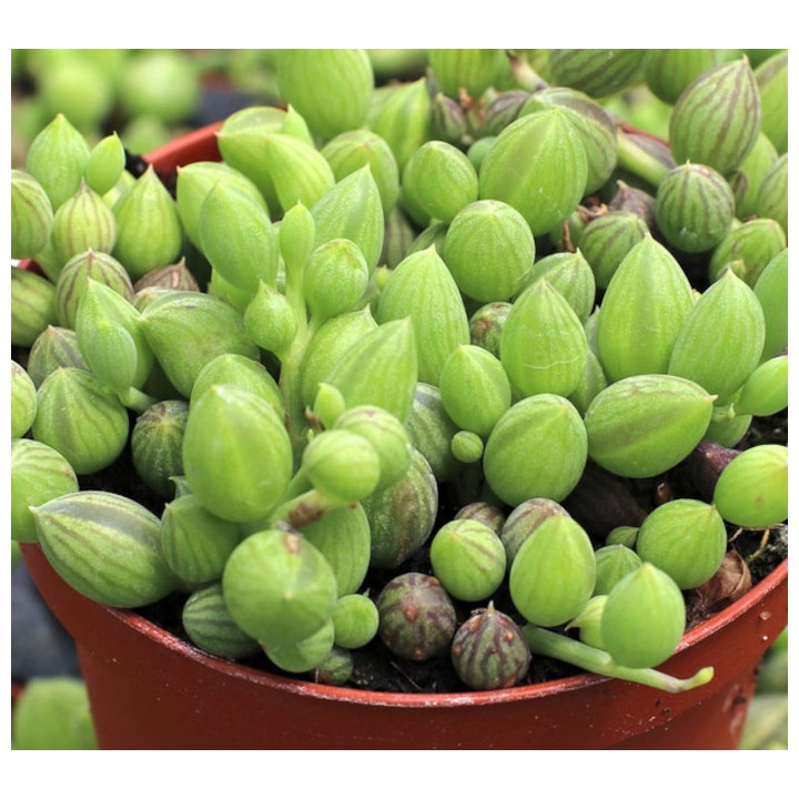 Senecio herreianus (Collier de perles)