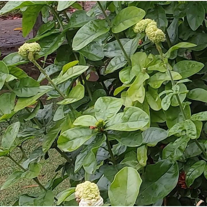 Jasminum sambac cv. Flore Pleno Grand-Duc de Toscany 2