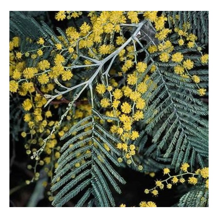 Acacia dealbata var. Le Gaulois (Acacia D'Hiver)