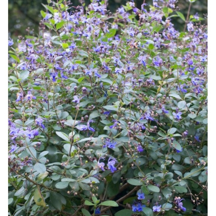 Clerodendrum ugandense (ougandais)