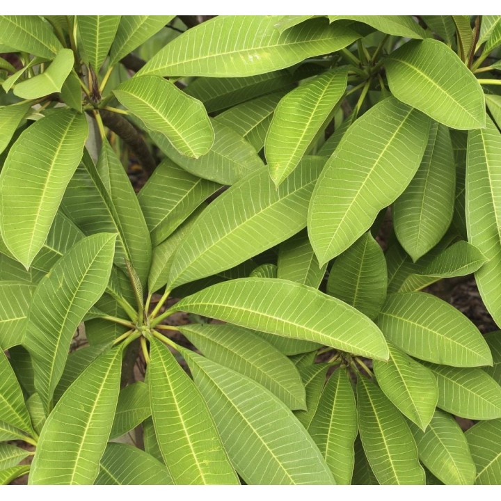 Plumeria rubra "Dane" (frangipanier)