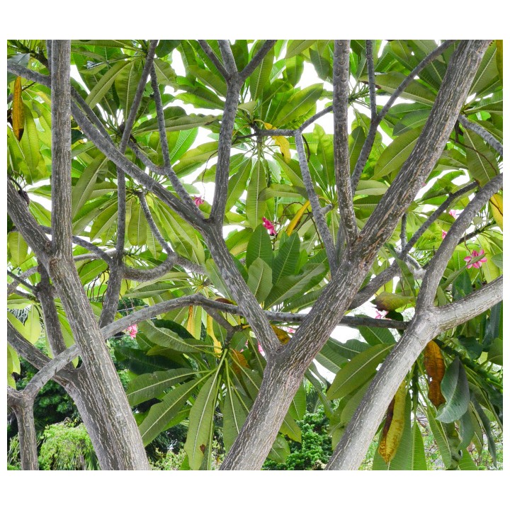 Plumeria rubra "Paramino" (frangipanier)