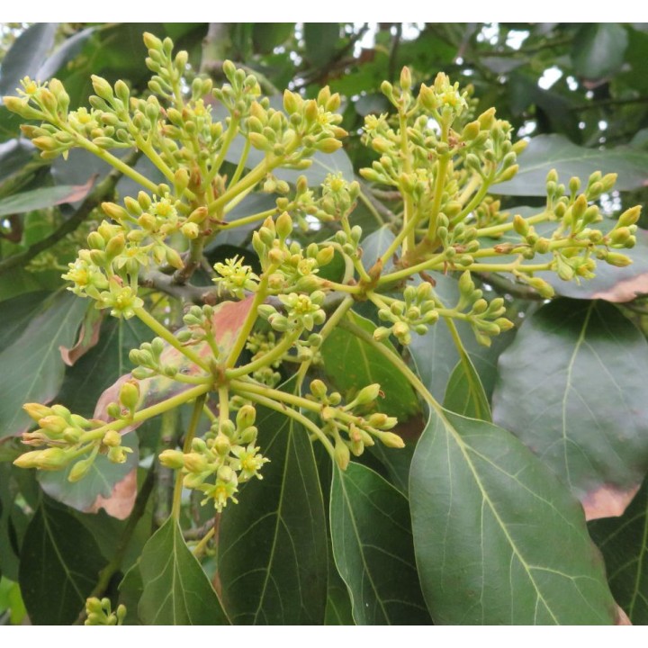 Avocatier : Persea americana var. Fuerte (De greffe)