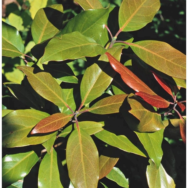 Avocatier : Persea americana var. reed (De greffe)