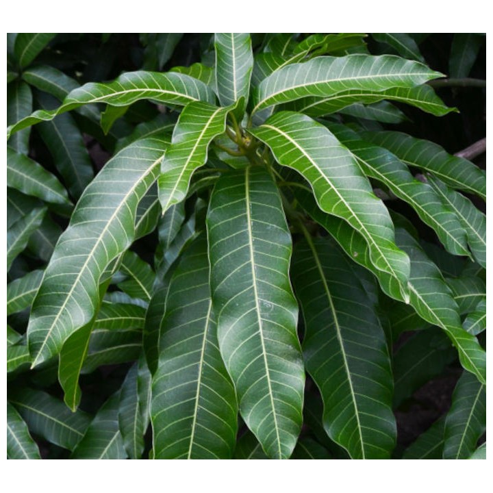 Manguier : Mangifera indica var.Kensington Pride