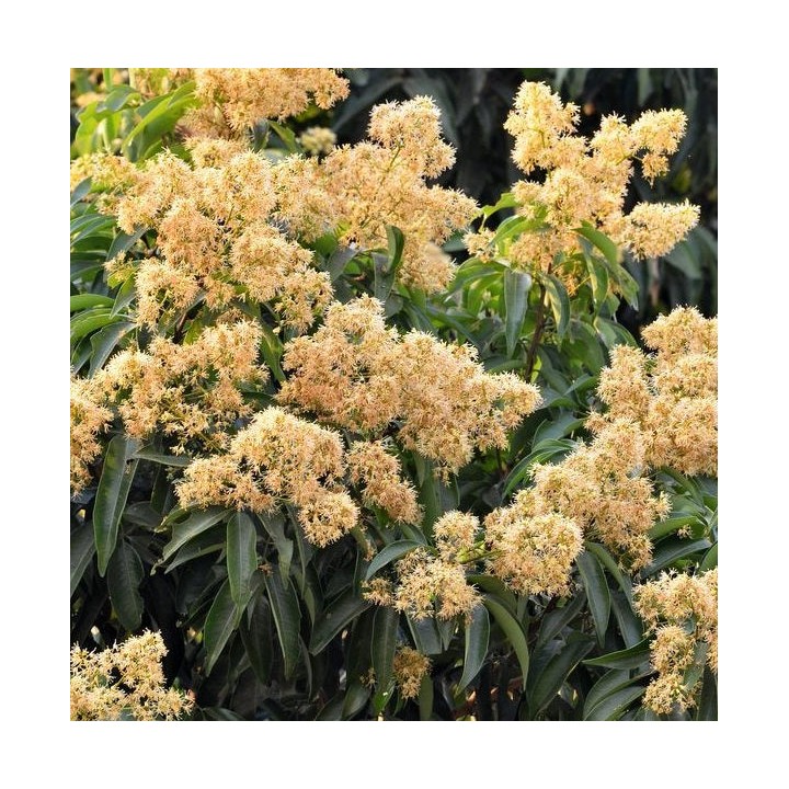Litchi sinensis var Kwai May Rose