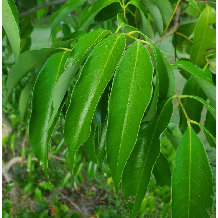 Litchi sinensis variété Wai Chee