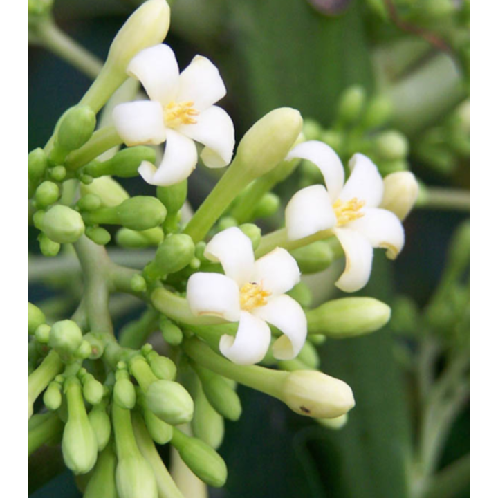 Papayer : Carica papaya var. Siluet (pulpe rouge)