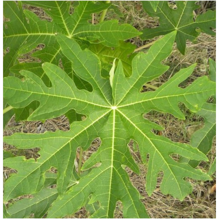 Papayer : Carica papaya var. Maradol