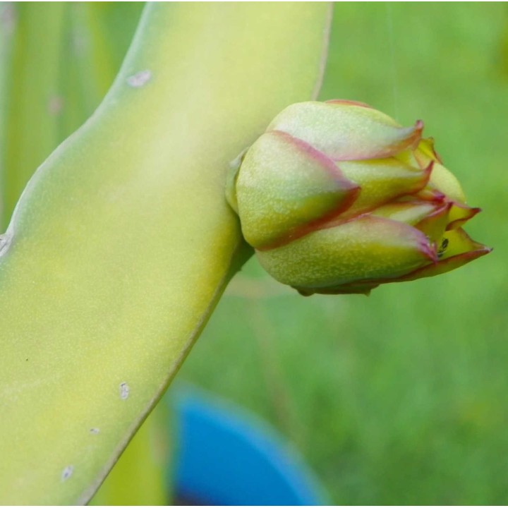Pitaya : Hylocereus H. purpusii (Pitaya ou fruit du dragon)
