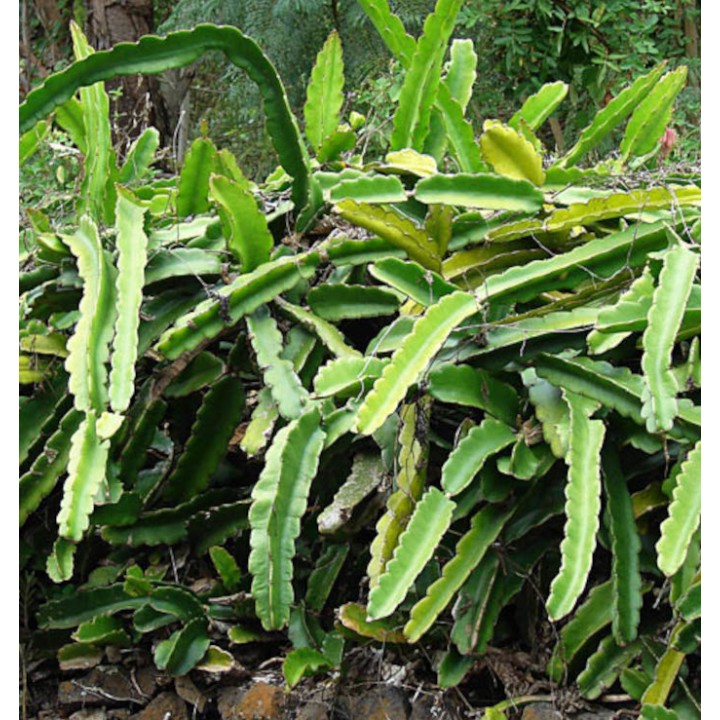 Pitaya : Hylocereus undatus (Pitaya ou fruit du dragon)