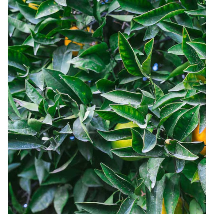 Citrus sinensis (oranger)