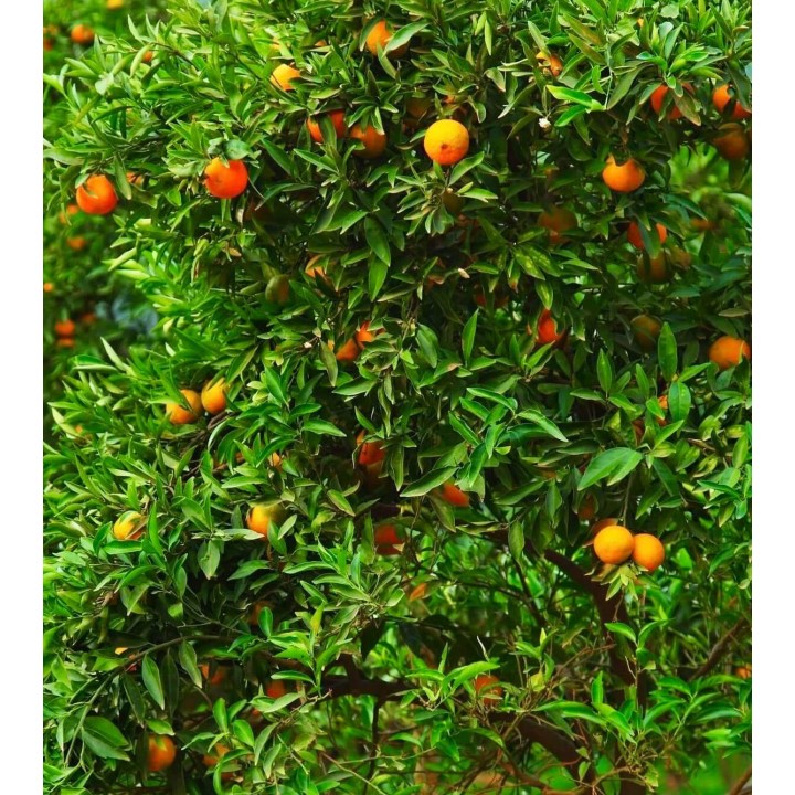 Citrus sinensis var.Valencia Midknigh (oranger gros fruit sans pépins)