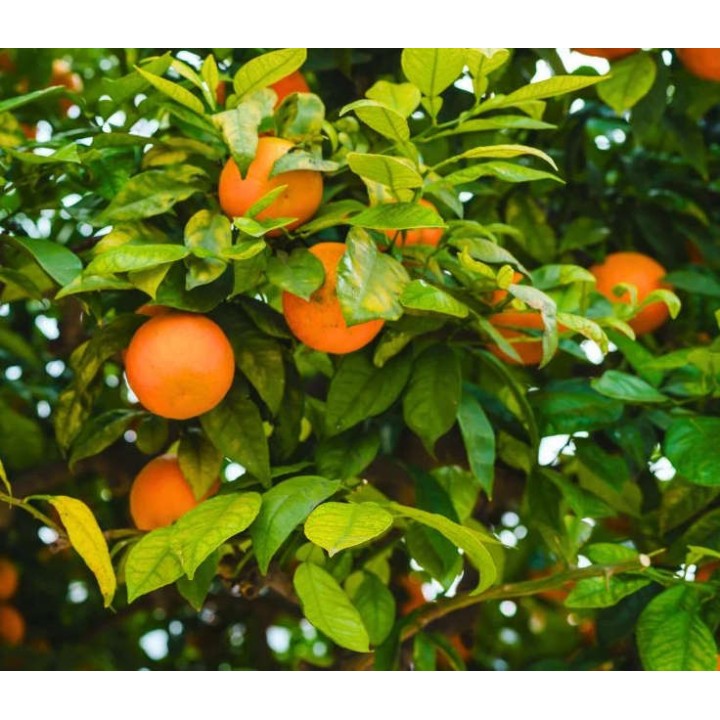 Citrus sinensis var.Valencia Midknigh (oranger gros fruit sans pépins)