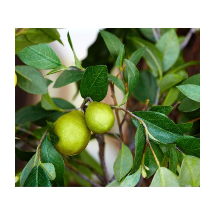 Citrus limon var Eureka (citron toute l'année/ 4 saisons)