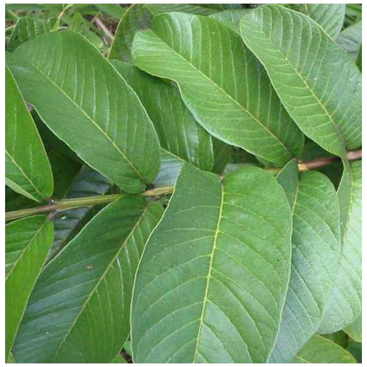 Goyave : Psidium guajava "limon": Psidium littorale