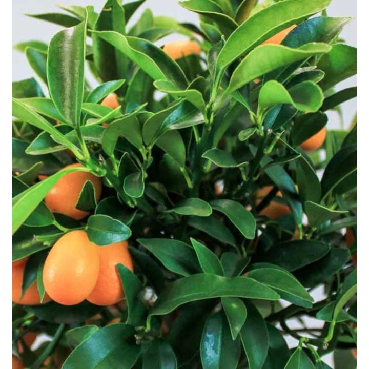 Citrus kumquat agrumes ADULTE (Fortunella margarita)