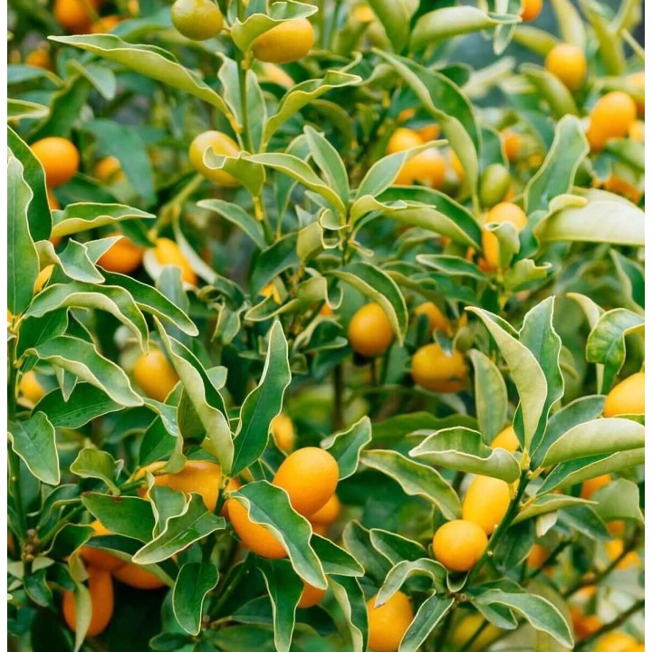 Citrus kumquat agrumes ADULTE (Fortunella margarita)