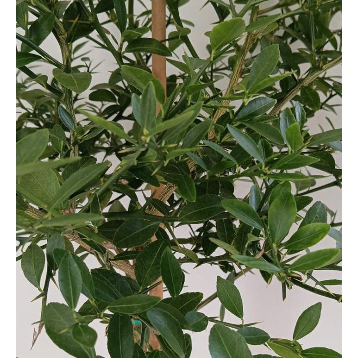 Microcitrus australasica pulpe or (Caviar de citron)