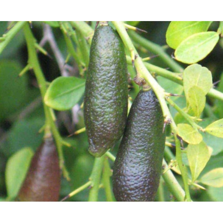 Microcitrus australasica pulpe jaune (Caviar de citron)