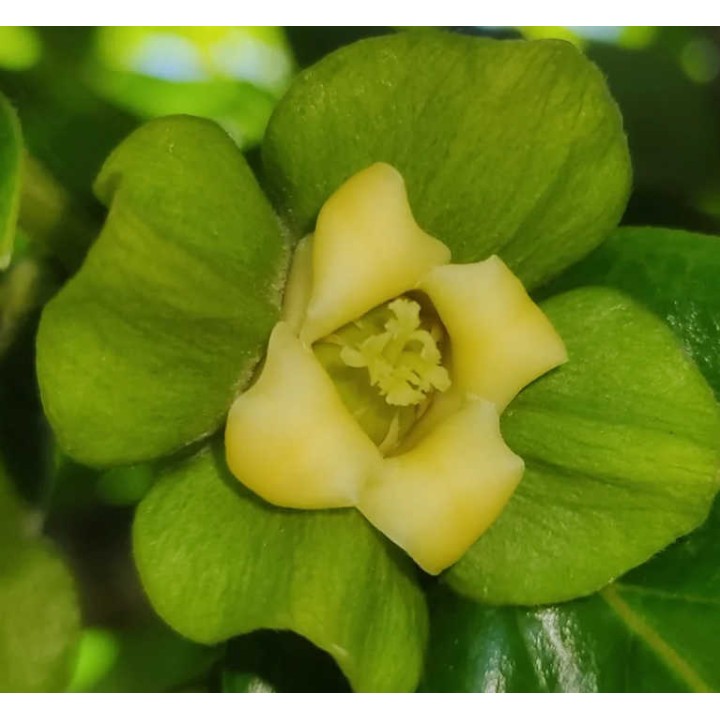 Diospyros kaki var.Rojo brillante (Plaqueminier)