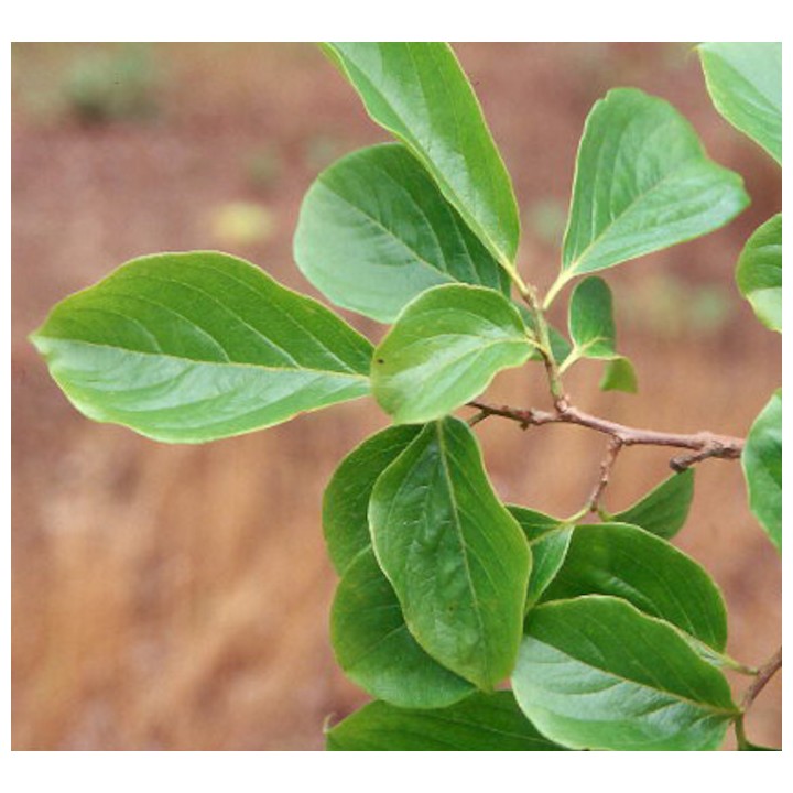 Diospyros kaki var.sharoni (Plaqueminierproductif, fruit sucré et juteux)