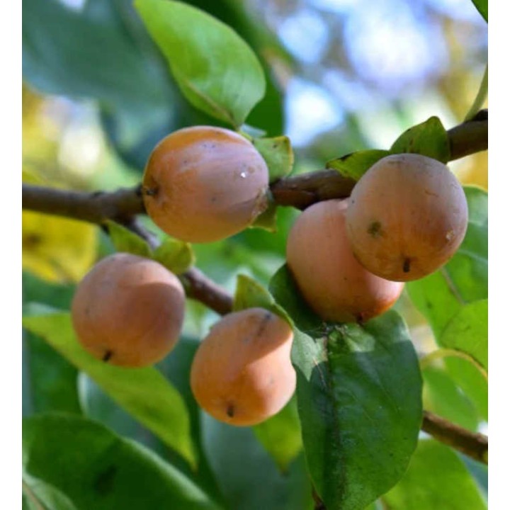Diospyros lotus (plaqueminier d'Italie, plaqueminier lotier, prunier-dattier)