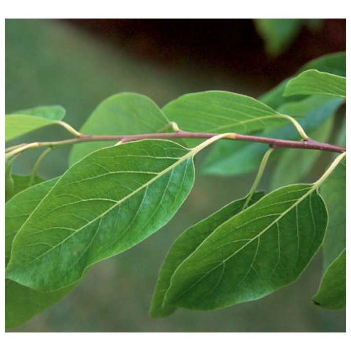 Diospyros virginiana (plaqueminier de virginie)