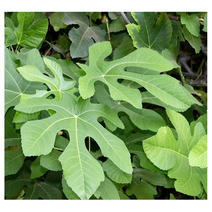 Ficus carica var. Napolitana noire (figuier rustique et productif au fruit très sucré noir)
