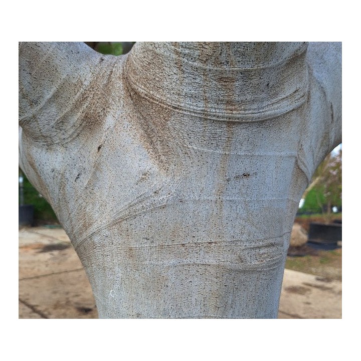 Ficus carica var. Napolitana noire (figuier rustique et productif au fruit très sucré noir)