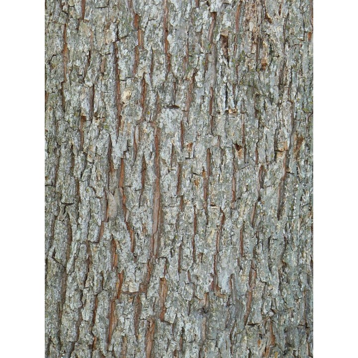Carya illinoinensis var wishida (noix de noix de pecan, pacanier)