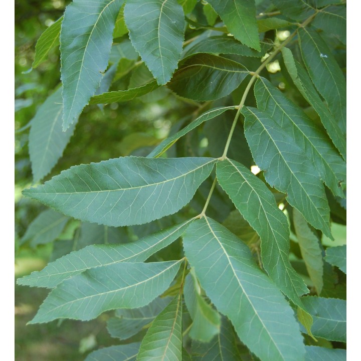 Carya illinoinensis var cherokee (noix de noix de pecan, pacanier)