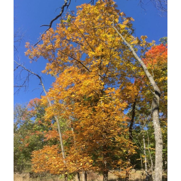 Carya laciniosa (caryer ecailleux)