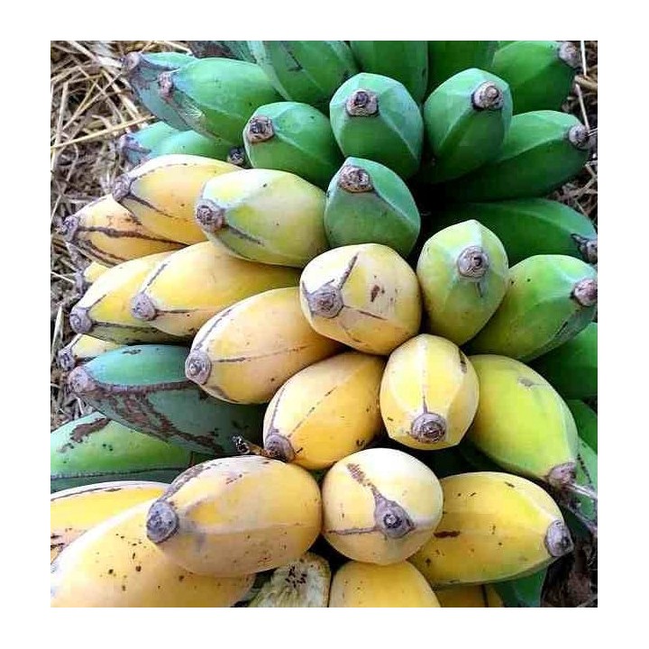 Musa dajiao SPECIMEN (Banane comestible)
