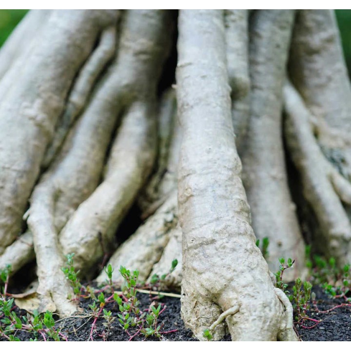 Adenium obesum cv.Bananes