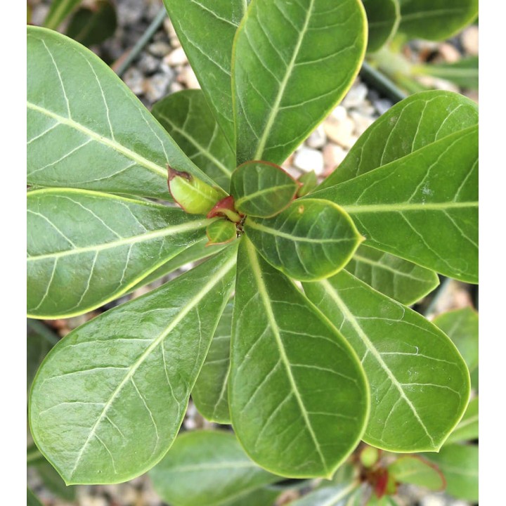 Adenium obesum cv.Mannakan