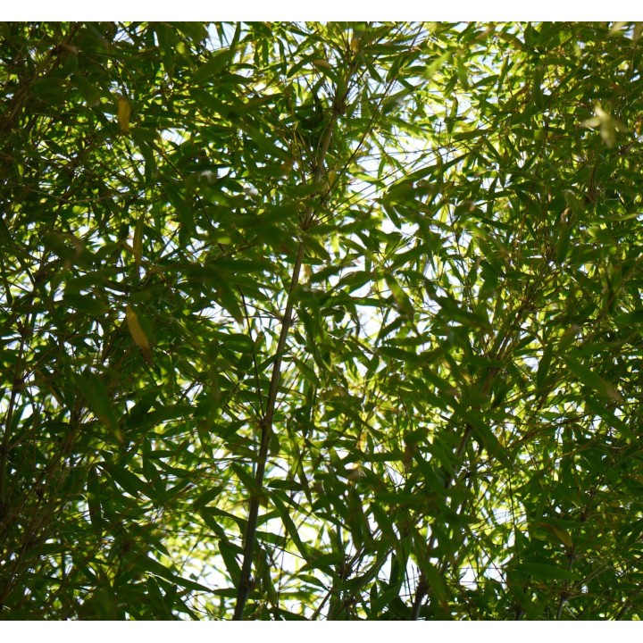 Fargesia angustissima (Bambou non traçant)