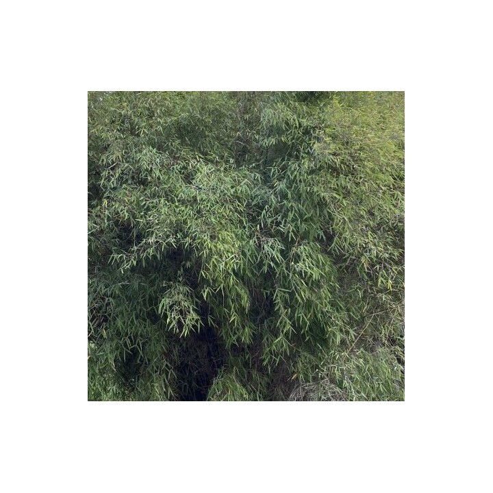 Fargesia angustissima (Bambou non traçant)