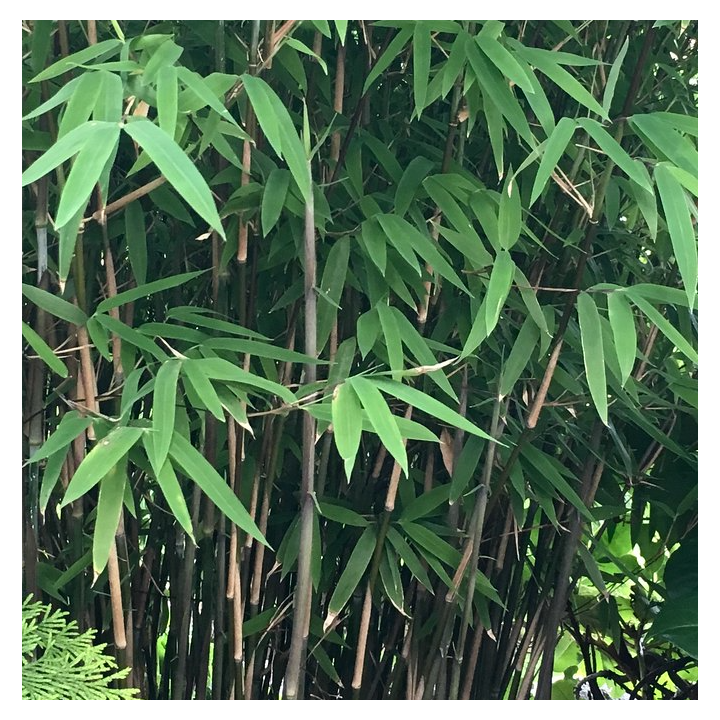 Fargesia nitida "Blackpearl" (Bambou non traçant)