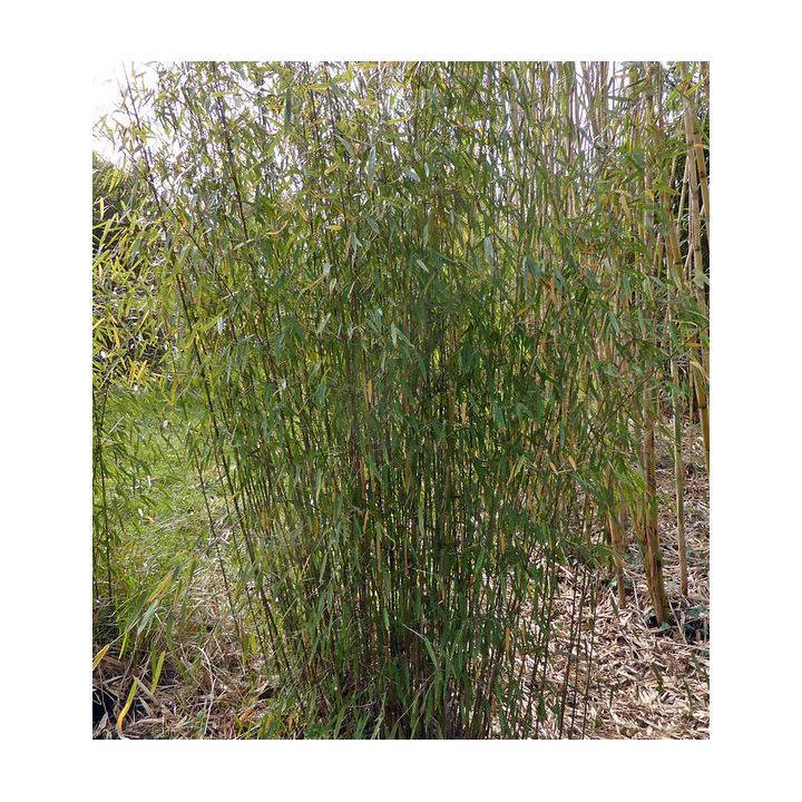 Fargesia nitida "Gansu" (Bambou non traçant)