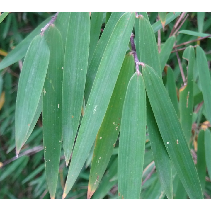Fargesia nitida "Gansu" (Bambou non traçant)