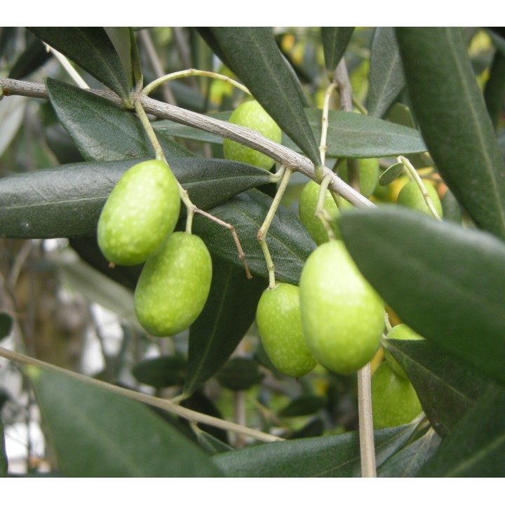 Olea europaea (Oliviers) gros sujets