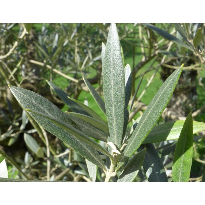 Olea europaea (Oliviers) gros sujets