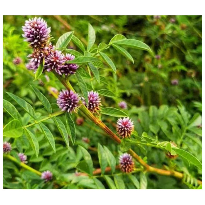 Glycyrrhiza glabra (réglisse)