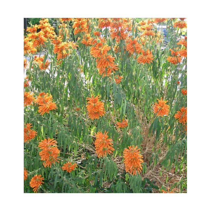 Leonotis leonurus (Queue de lion)