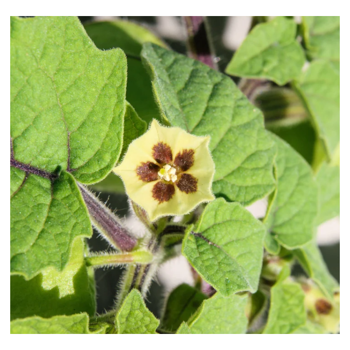 Physalis peruviana (Coqueret du Pérou, groseille du Cap)